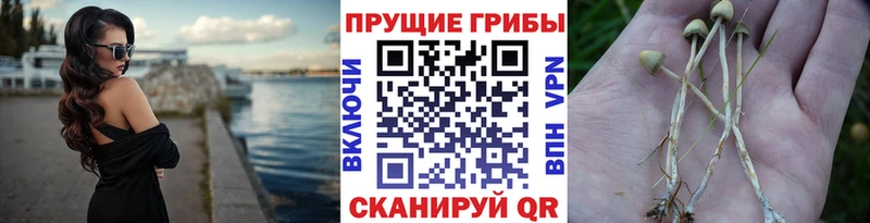 купить закладку  Новомосковск  гидра зеркало  Галлюциногенные грибы Magic Shrooms 